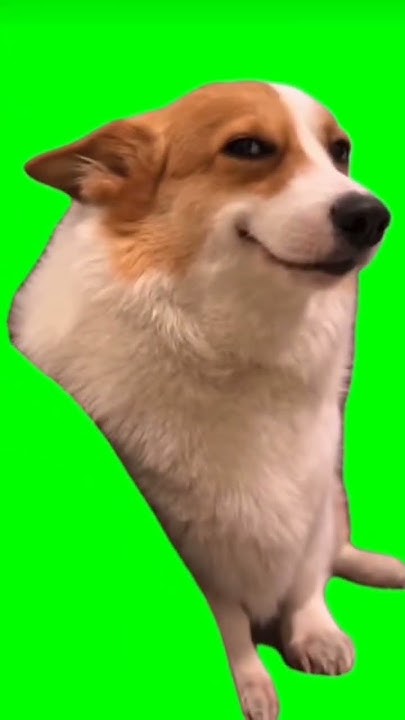 Green Screen MLG Dog - YouTube