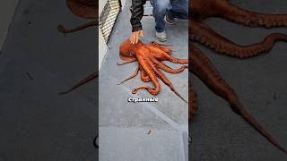 Осьминог схватил человека