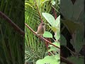 глиняно-коричневый дрозд Clay-colored Thrush. Turdus grayi national symbol of the country Costa Rica