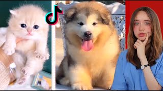 The Cutest Animals of Tik Tok