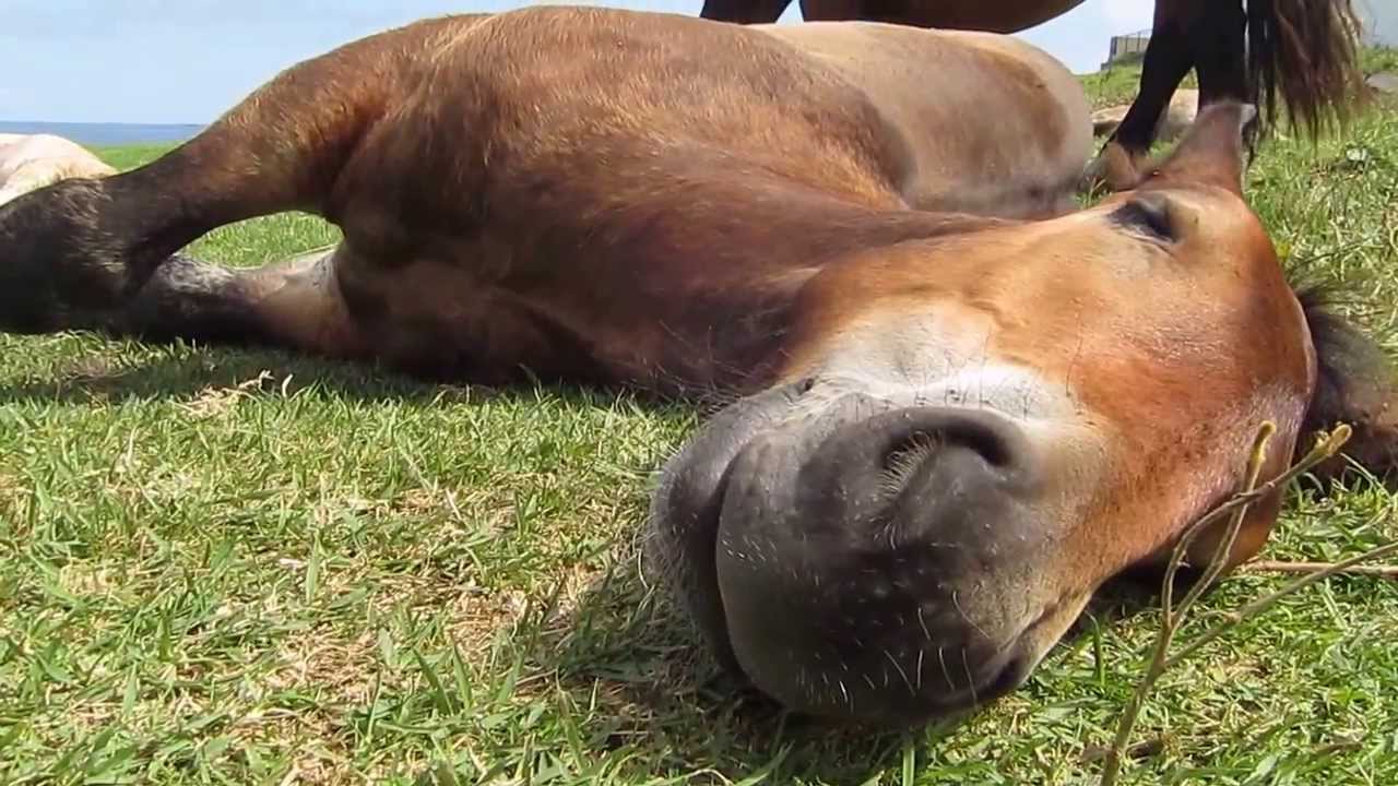 馬の生態 ー睡眠編ー Pacalla パカラ