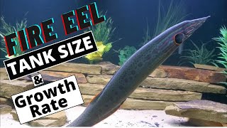 Fire Eel Tank Size and Growth Rate