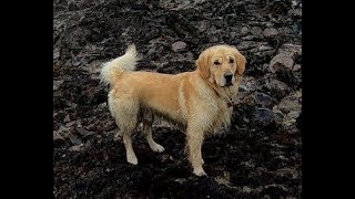 Pembrokeshire Foraging with 'Llew' the Golden Retriever