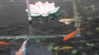 Attention Small You Tuber Support