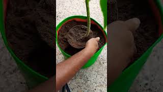 How to repot papaya Tree पपीता