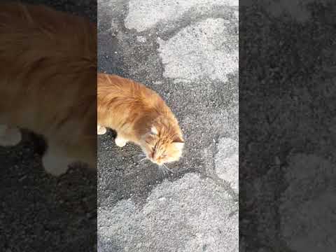 Рыжий кот гуляет