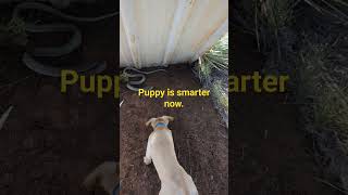 Puppy learns about Nope Ropes #homesteading #puppy #snake