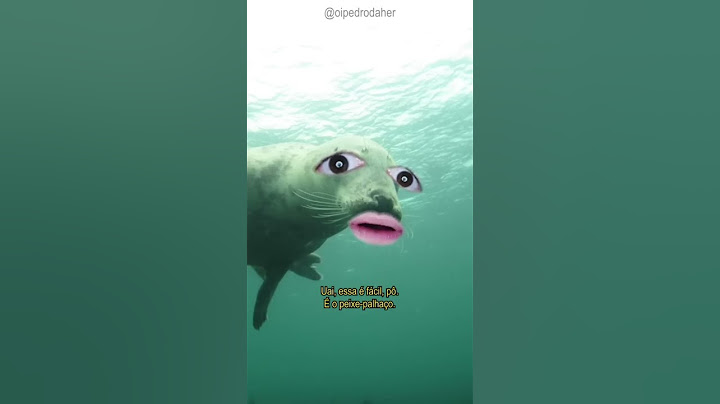 🐟 Foca aqui. 🐟