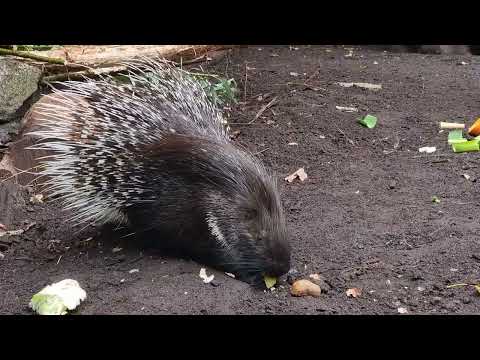 Indian crested porcupines