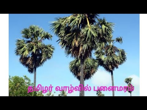 தமிழர் வாழ்வில் பனைமரம் :palmyra tree - panimaram 11.6.21 - YouTube