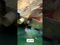 #funny #catspetsandanimals
