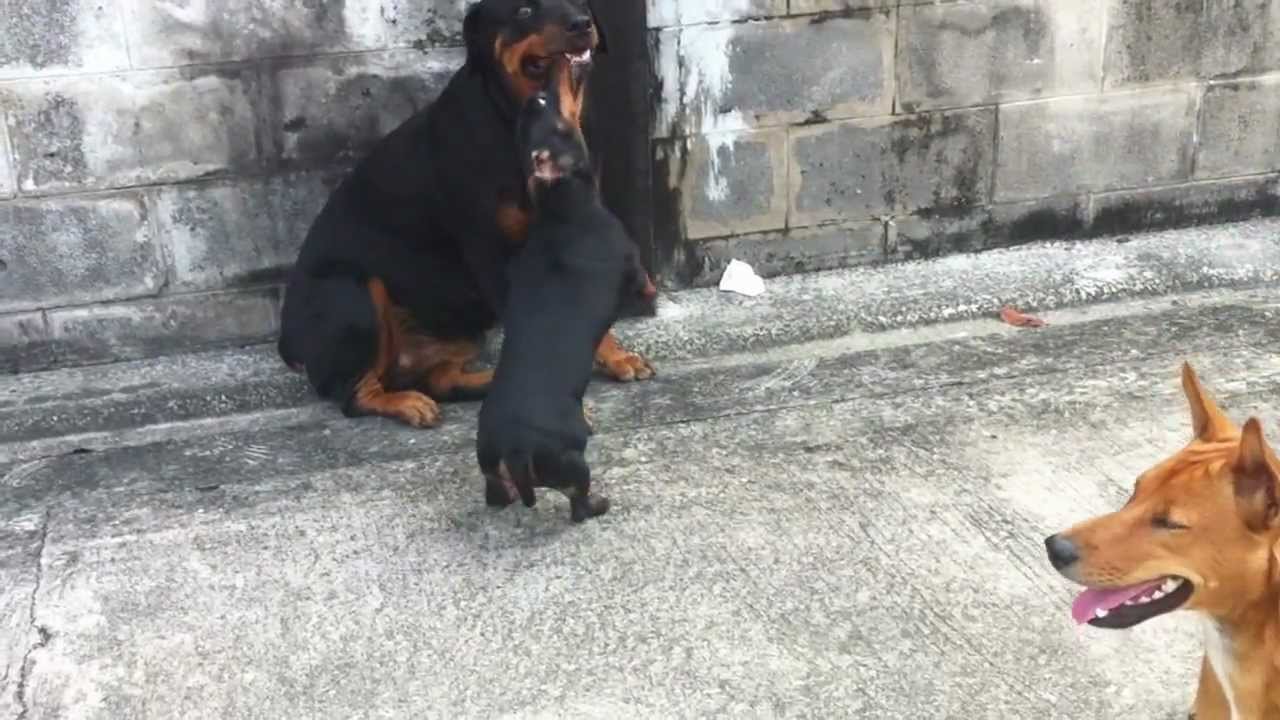 rottweiler dachshund