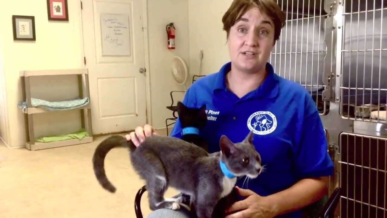 What a Difference Southern Pines Animal Shelter Manager YouTube