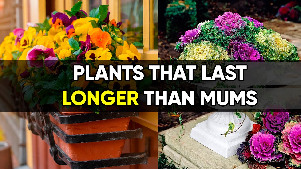 Better Than Mums ! | 7 Gorgeous Plants for Fall Containers!