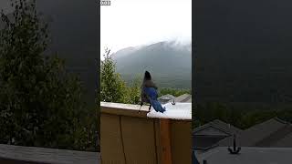 Steller Performance?