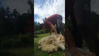 Blade shearing (hand shearing) a ewe out in a paddock.