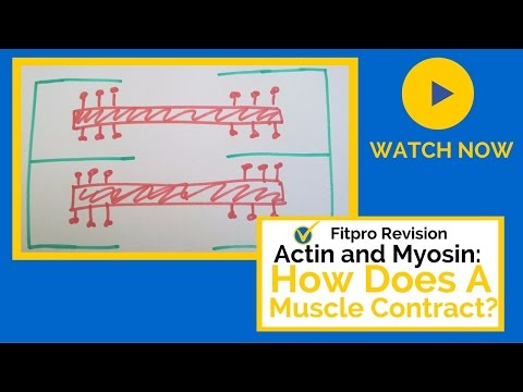Actin and Myosin: How do Muscles Contract?