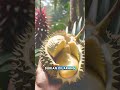 Durian, Buah dengan Bau Legendaris! 🌟🍈 #shorts