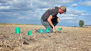 Flagging Corn Emergence