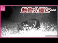 近付いて来る真っ黒の動物…動物園で野生のツキノワグマを確認 広島市安佐動物公園のカメラに映る 西園の一部を閉鎖