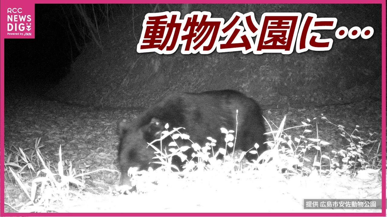 A jet-black animal approaches Wild Asiatic black bear spotted