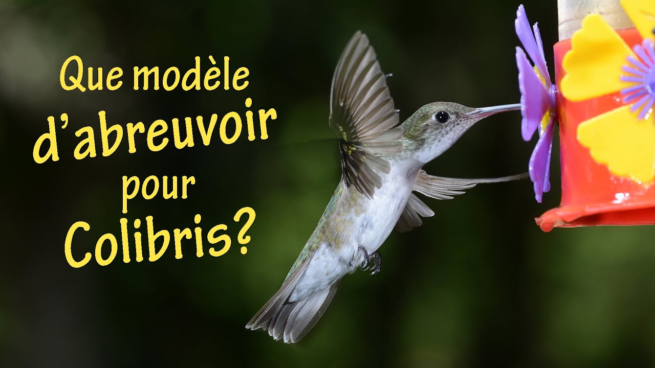 Quel abreuvoir pour les colibris? - Go oiseaux!