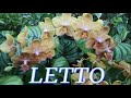 №257/ Невероятно красивые орхидеи в сц LETTO  Много УЦЕНКИ