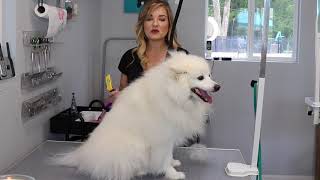 Double coat breeds On The Grooming Table, Jenn’s Pup N Suds