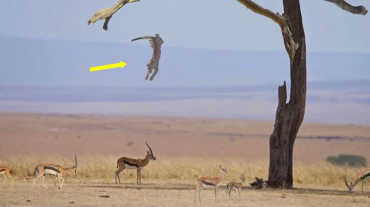 Only A Leopard Can Hunt Like This. Cunning Hunting Technique of Leopards. thumbnail
