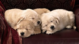 OVER 8 HOURS of Sleep Music for Dogs! Help Your Dog Calm Down and Get to Sleep with our Playlist!