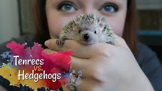 Tenrecs vs. Hedgehogs || How Different Are They Really?