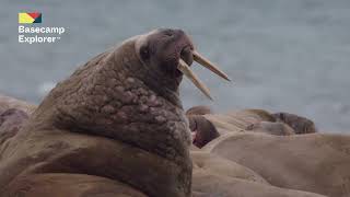 Explore the Arctic with us