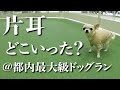 新しく都内最大級の室内ドッグランができたのでチャイさんと行ったらガラガラでした