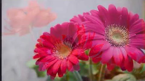 赤い花白い花 昭和45年 フェリス フラウエンコーア تحميل Download Mp4 Mp3 赤い花白い花 昭和45年 フェリス フラウエンコーア تحميل Download Mp4 Mp3