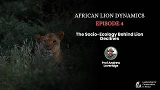 The Socio-Ecology Behind Lion Declines