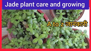 How to Care Jade Plant/How to Grow Jade Plant at Home from cutting by Grandpa Garden 98 views 6 days ago 9 minutes, 49 seconds