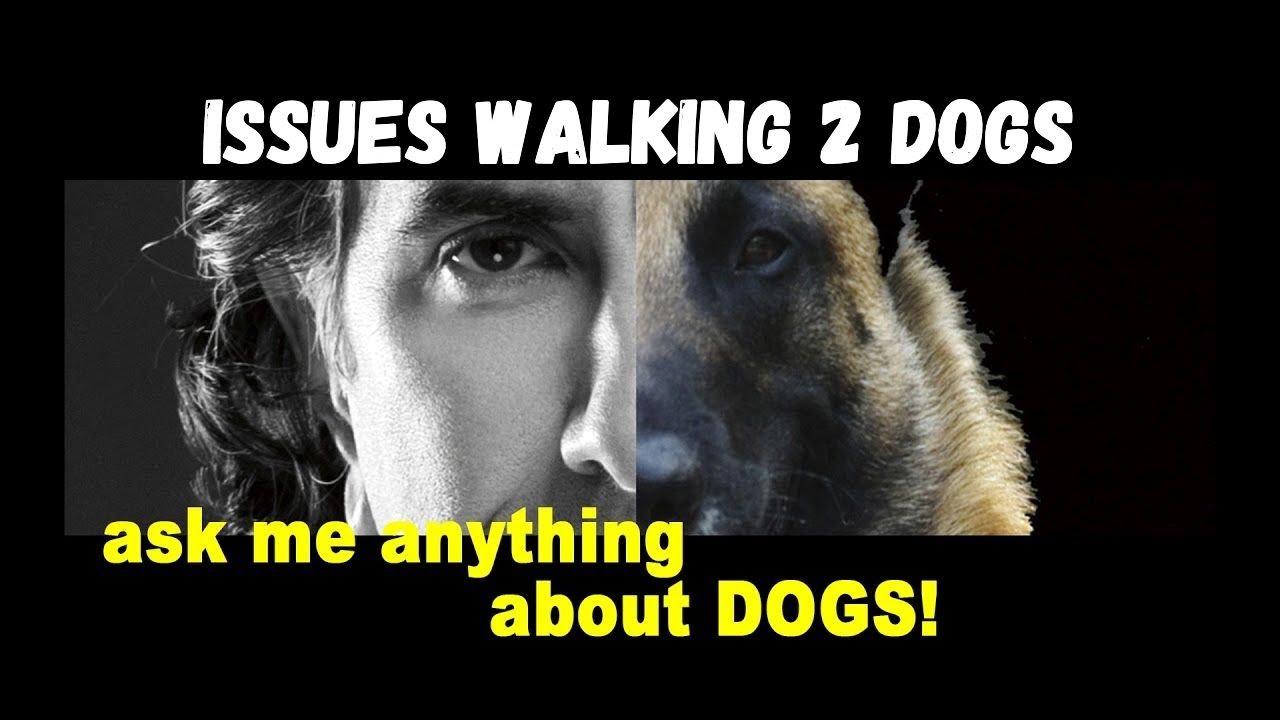 Issues Walking 2 Dogs Together - Robert Cabral Dog Training Video
