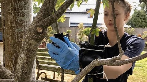Air Layering from a garden Maple