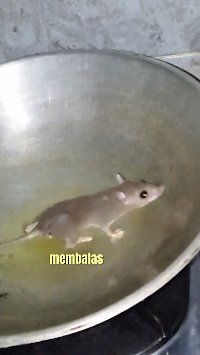 kalau sudah begini tau kan apa yang harus dilakukan #tikus #terjebak #curut