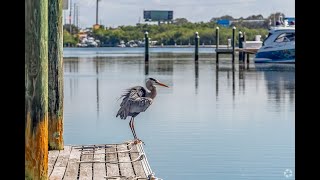 Living in Bay Pines, FL: The Ultimate Local Guide | Homes.com
