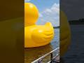 “When A Rubber Duck Goes Big ” #duck #lake #funny