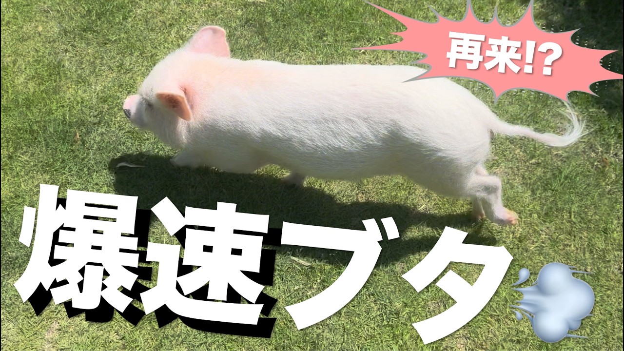 The micro pig that never ran finally shows what it can do!? - YouTube