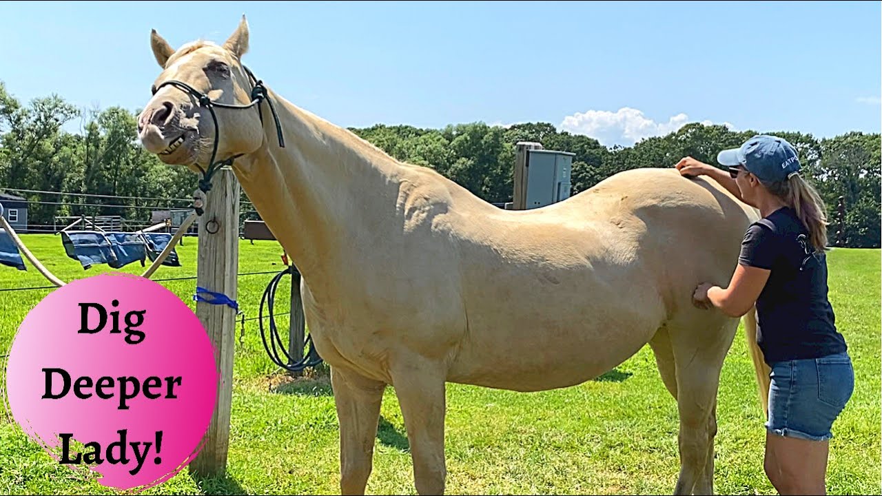 Loverboy Back and Haunches Horse Massage Part 2