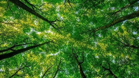 Training an Isolation Forest Part 1