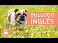 BULLDOG INGLÉS - Características y CUIDADOS