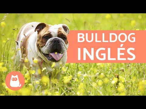 Video: Principales 3 preocupaciones de salud para su Bulldog Inglés