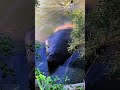 Gajah Laut Selatan, Anjing Laut Terbesar di Dunia!