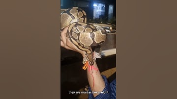 BALL PYTHON REPTILE