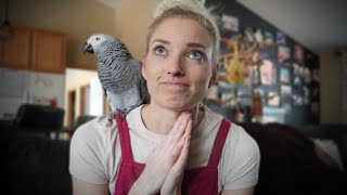 Meet My African Grey Parrot Cressi | Q&A Part 1