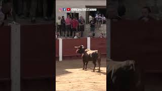 El Toro Salta el Burladero por la Chica Peñafiel